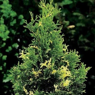 Туя западная Смарагд Вариегата (Thuja occidentalis Smaragd) h25-30;C3L Be