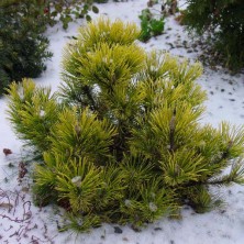 Сосна горная Гном (Pinus mugo Gnom) D6; 30-40cm. XXL