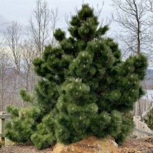 Сосна Черная (австрийская) (Pinus nigra) 4+ м. К