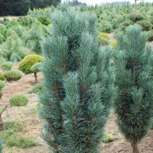 Сосны обыкновенная Фастигиата (Pinus sylvestris Fastigiata) D6; 50-60cm. XXL