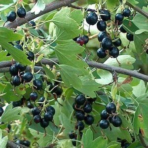 Смородина Черная/Ribes nigrum