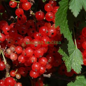 Смородина Красная/Ribes rubrum