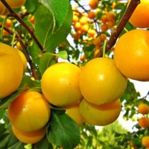 Алыча/Prunus cerasifera