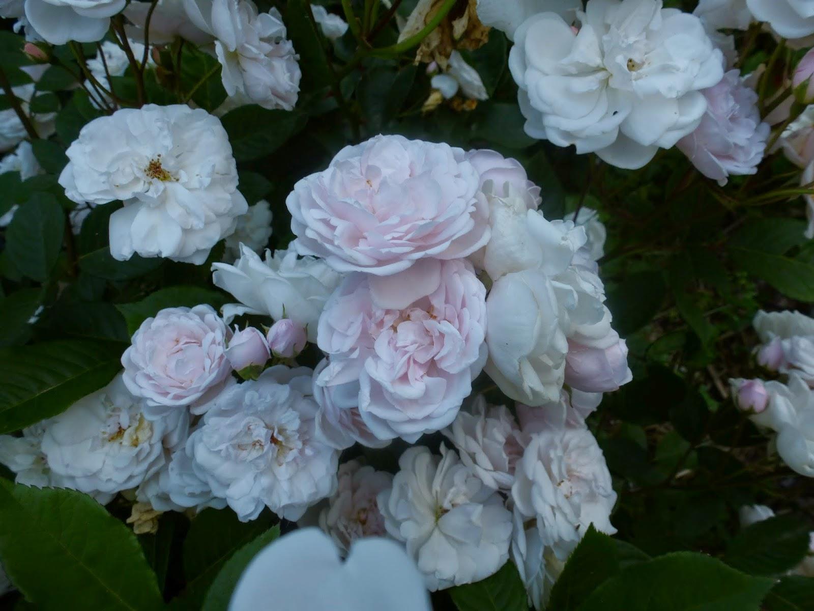 Розы Фото Мари.